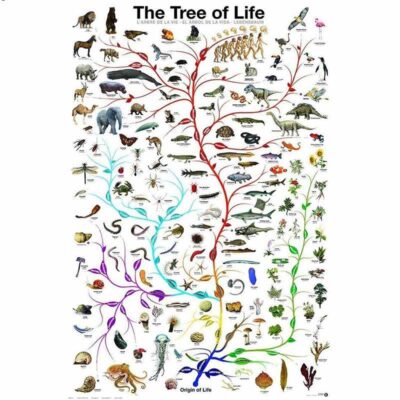 Poster Scientifique Biologie - Poster Scientifique - Science Labs