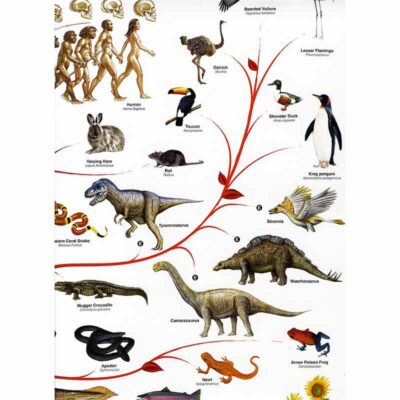 Poster Scientifique Biologie - Poster Scientifique - Science Labs