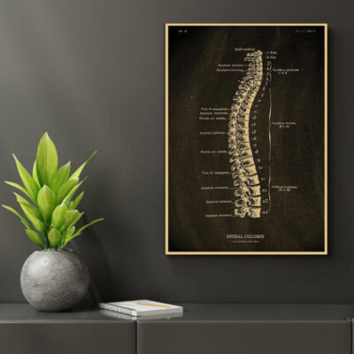 Poster Anatomie du Corps Humain