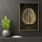Cerveau