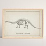 Diplodocus