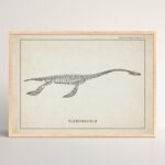Plesiosaurus