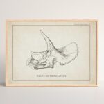 Triceratops
