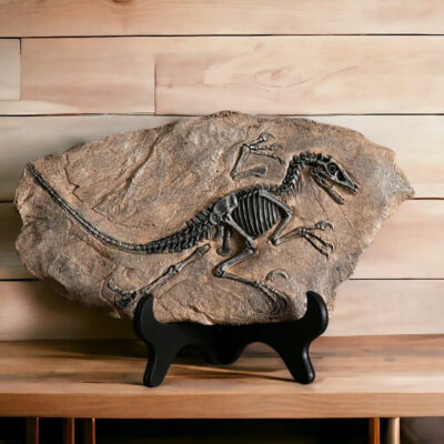 Fossile Dinosaure