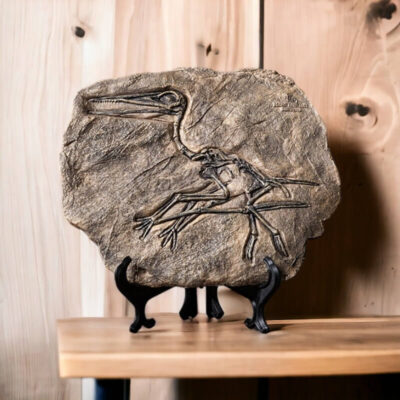 Fossile Dinosaure