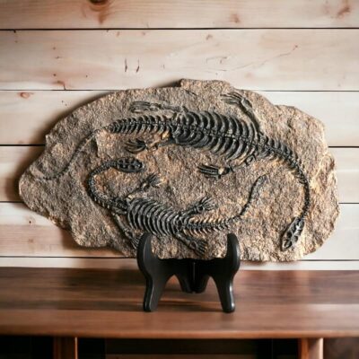Fossile Dinosaure