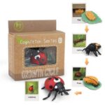 Coccinelle