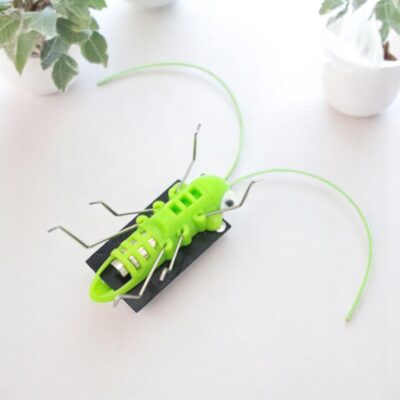 Insecte Solaire