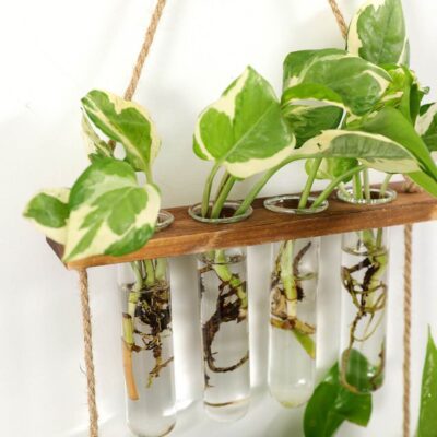 Wandplantenbak Reageerbuisjes Stekjes Afbeelding 2