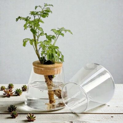 Stekjesvaas Genesis Hydrocultuur Afbeelding 2