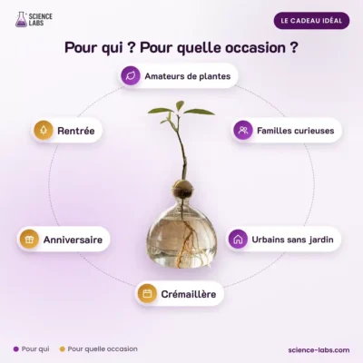 Avocado Kiemvaas Zandloper Afbeelding 4